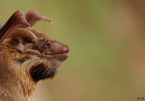 Black-bearded tomb bat